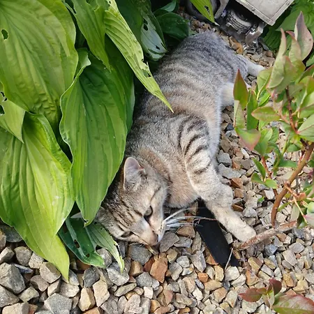 Ella Rose Mobile Appartement