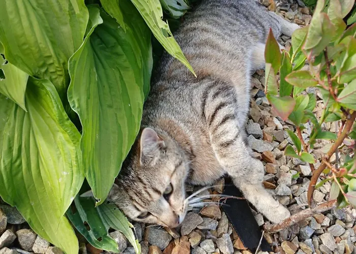 Ella Rose Mobile 公寓